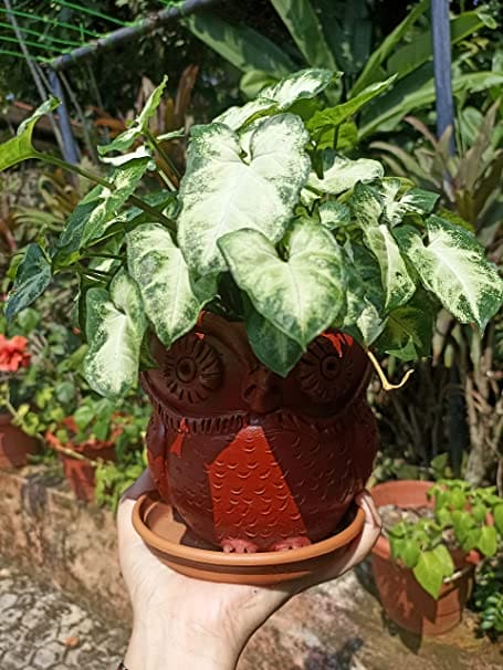 Khavi Arts Handmade Terracotta Clay Owl Shaped Pot/ Planter for Indoor Plants | Ideal for Home Decor or Showpiece or Key Holder | Handmade Pottery